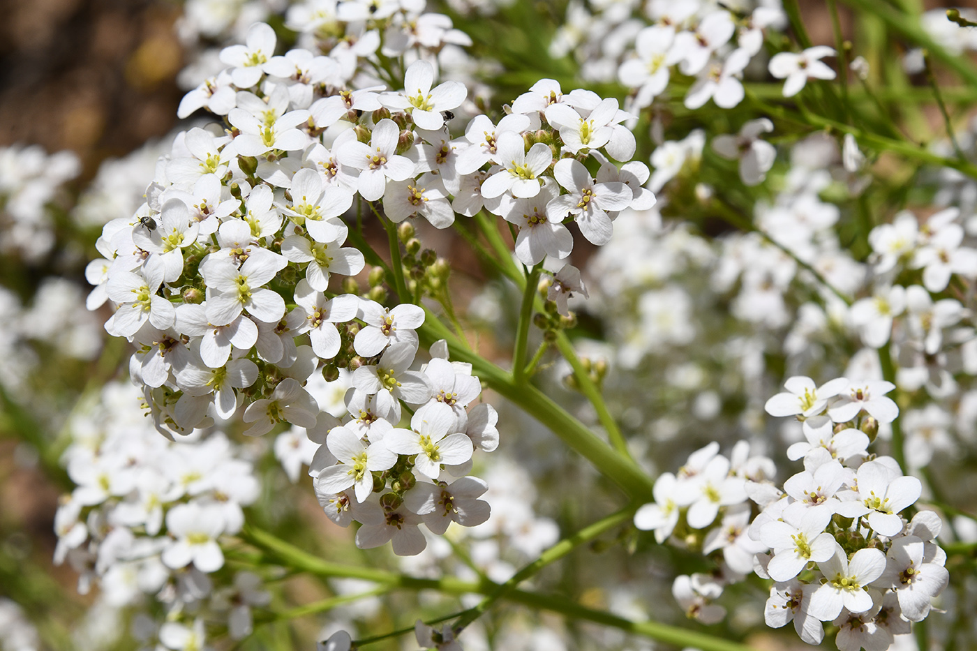Image of Crambe kotschyana specimen.