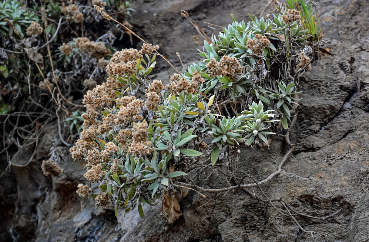 Image of Helichrysum melaleucum specimen.