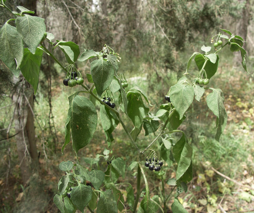 Изображение особи Solanum nigrum.