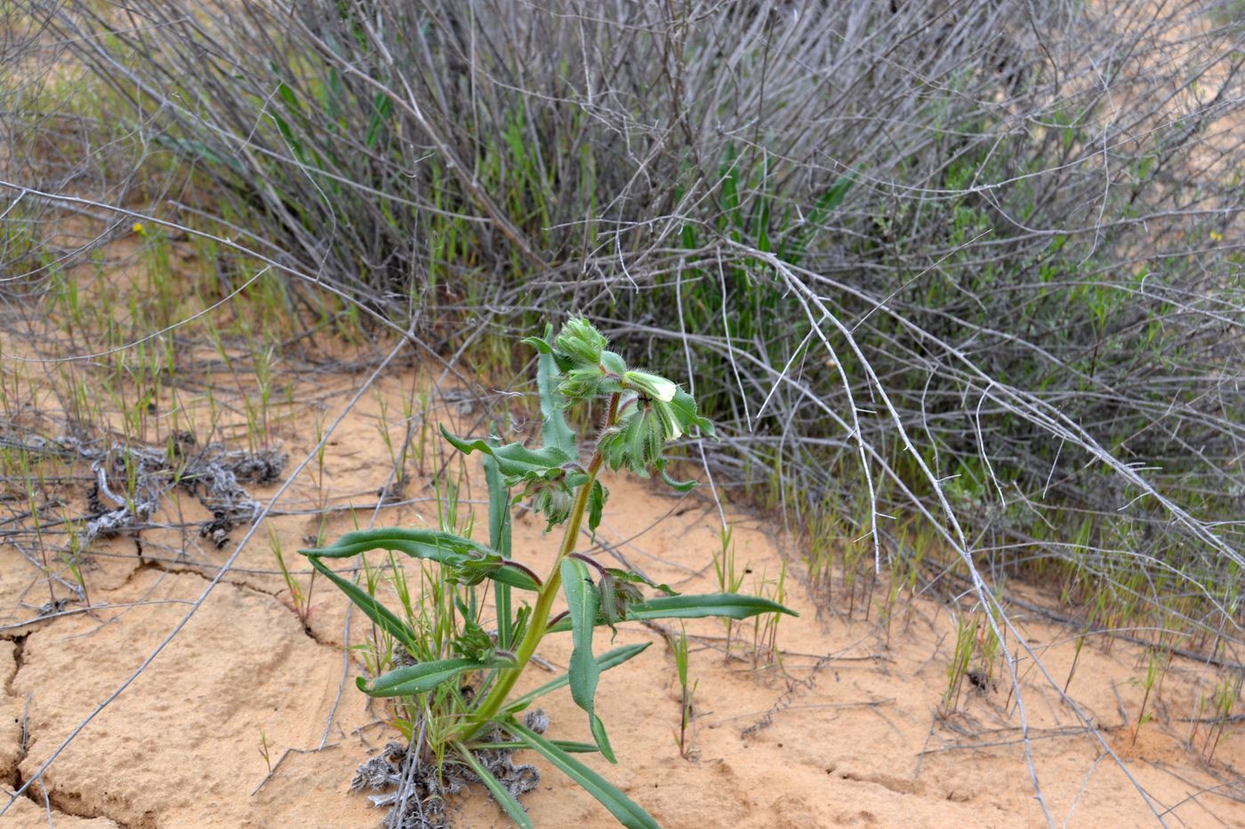 Image of Onosma setosa specimen.