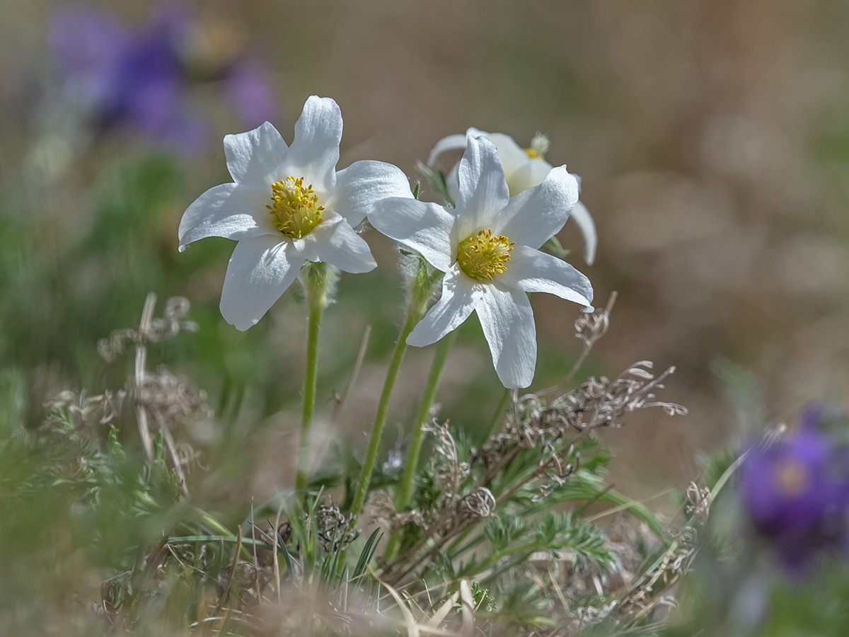 Изображение особи Pulsatilla tenuiloba.