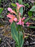genus Canna. Верхушка побега с соцветием. Китай, пров. Аньхой, дер. Хунцунь, в культуре. 28.05.2025.