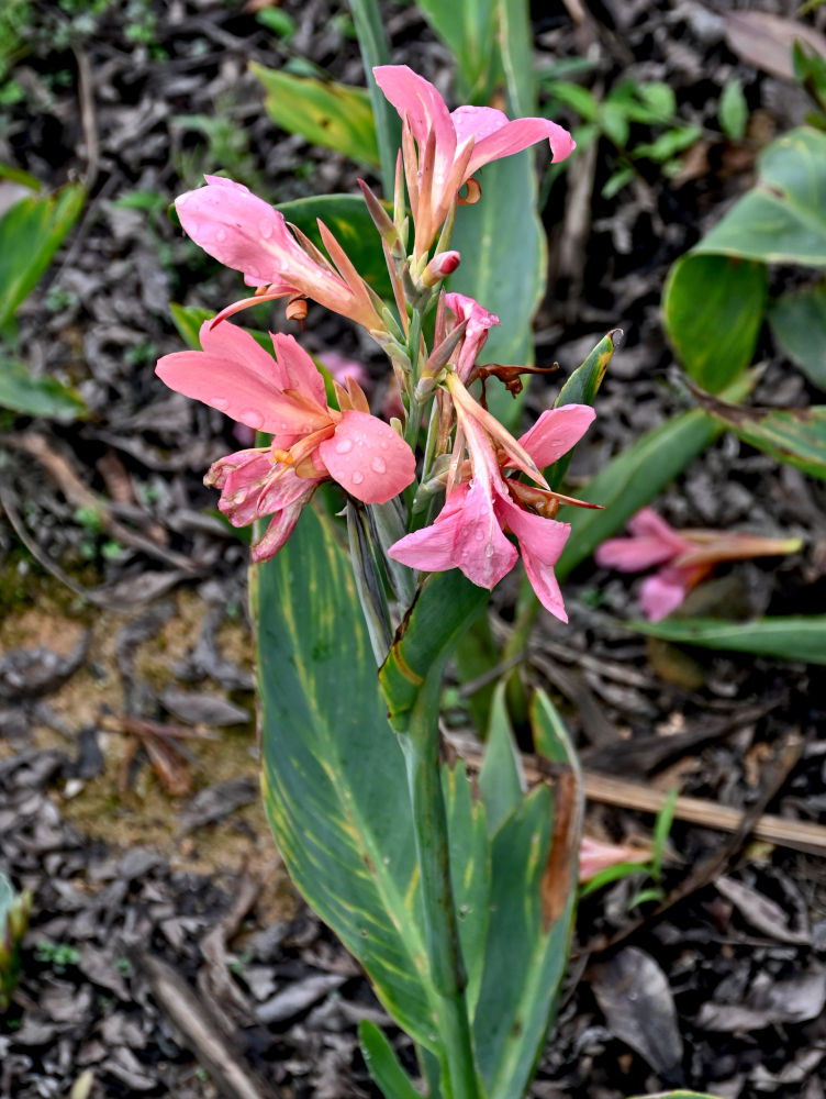 Image of genus Canna specimen.