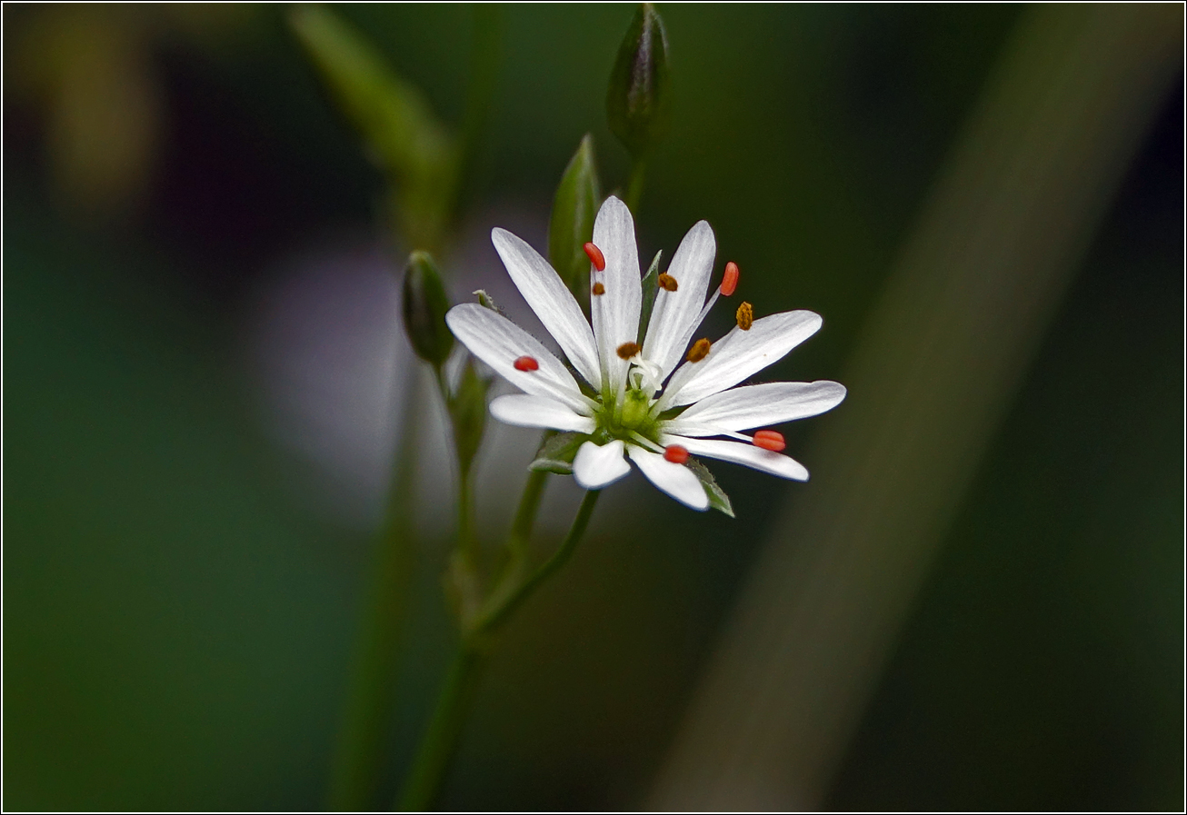 Image of Stellaria graminea specimen.