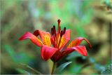 Lilium pensylvanicum. Цветок. Московская обл., Раменский р-н, окр. дер. Хрипань, садовый участок. 19.06.2026.
