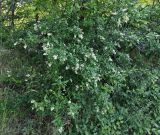 Ligustrum vulgare. Часть цветущего растения. Волгоград, Красноармейский р-н; Чапурниковская балка. 03.06.2026.