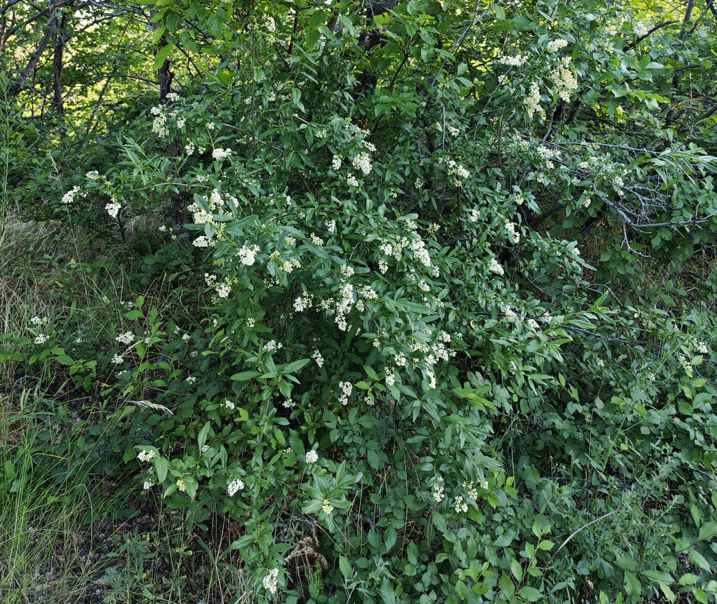 Изображение особи Ligustrum vulgare.