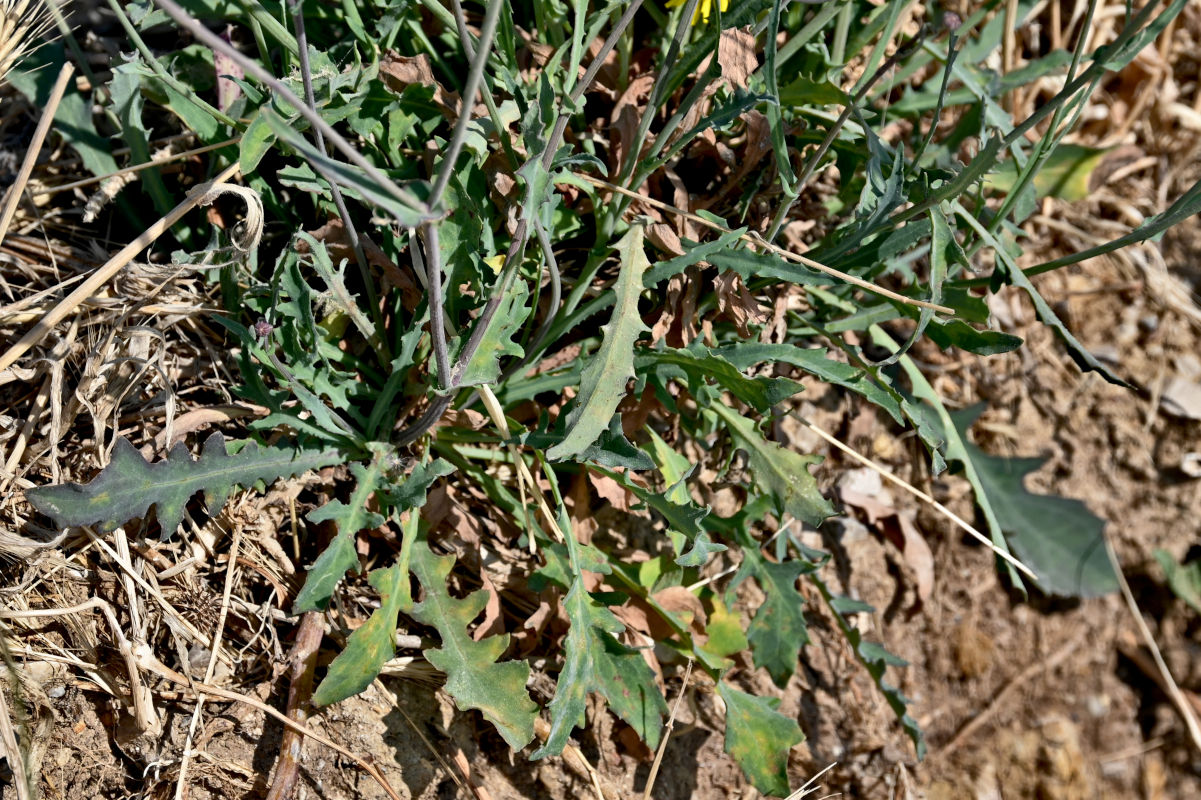 Изображение особи Reichardia picroides.