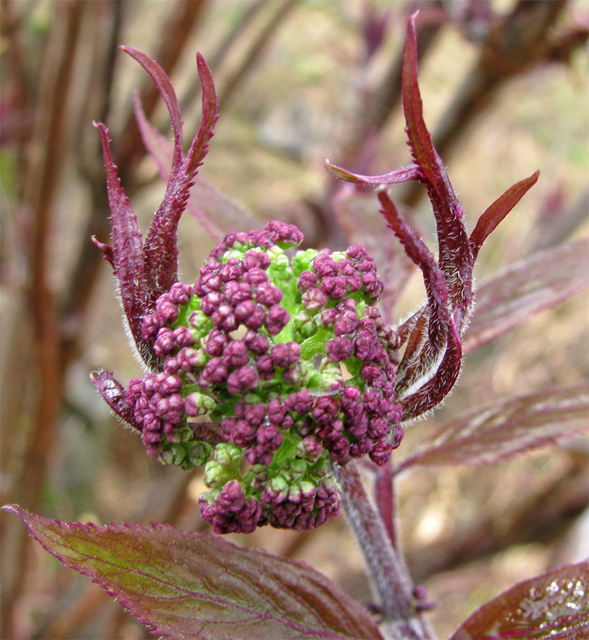 Изображение особи Sambucus sibirica.