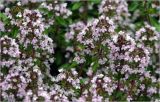 Thymus ovatus
