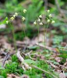 Ephippianthus schmidtii. Цветущие растения. Хабаровский край, р-н имени Лазо, верховье р. Ко, выс. ≈ 1170 м н.у.м., долинный хвойный лес. 01.08.2026.