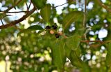 Ficus microcarpa. Верхушка ветви с соплодиями разной степени зрелости. Португалия, г. Лиссабон, в культуре. 09.08.2025.