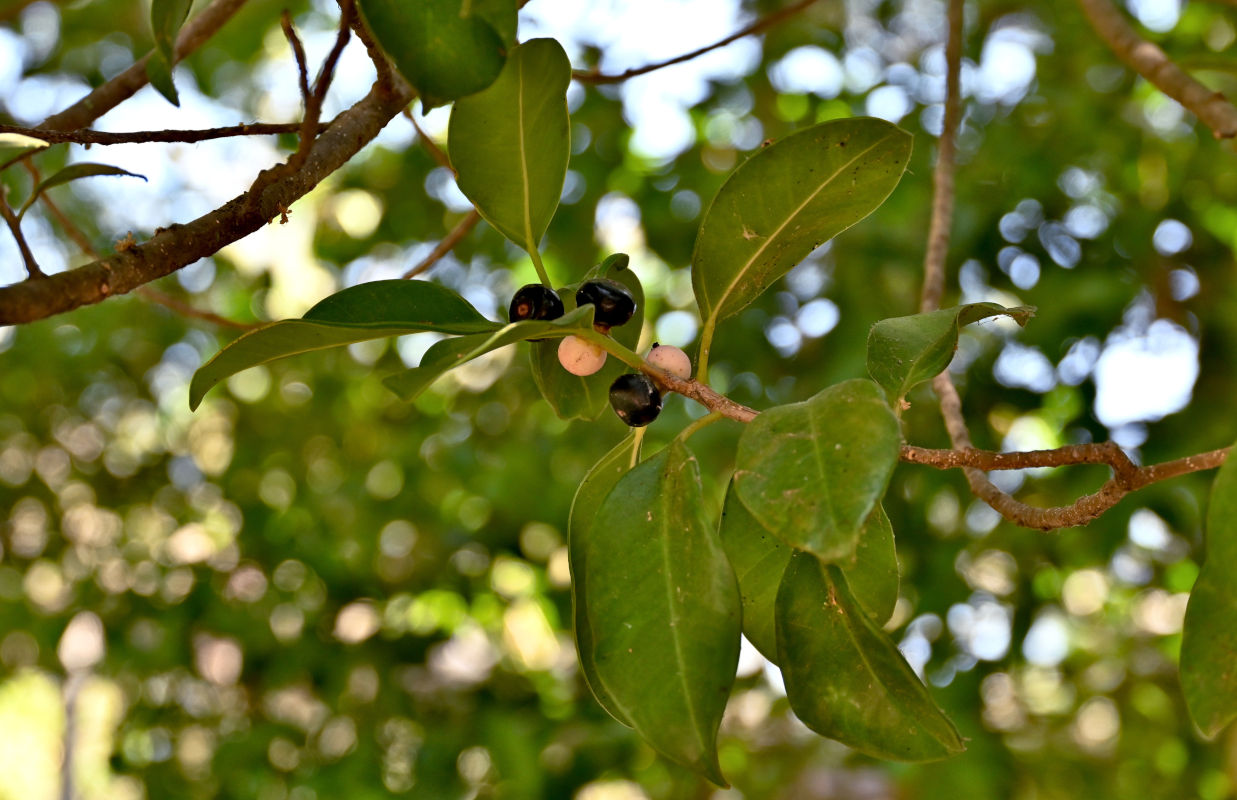 Изображение особи Ficus microcarpa.