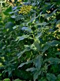 Senecio sarracenicus. Верхушка цветущего растения. Московская обл., Талдомский гор. округ, окр. пос. Вербилки, берег р. Дубна, заросли кустарников у воды. 23.08.2026.