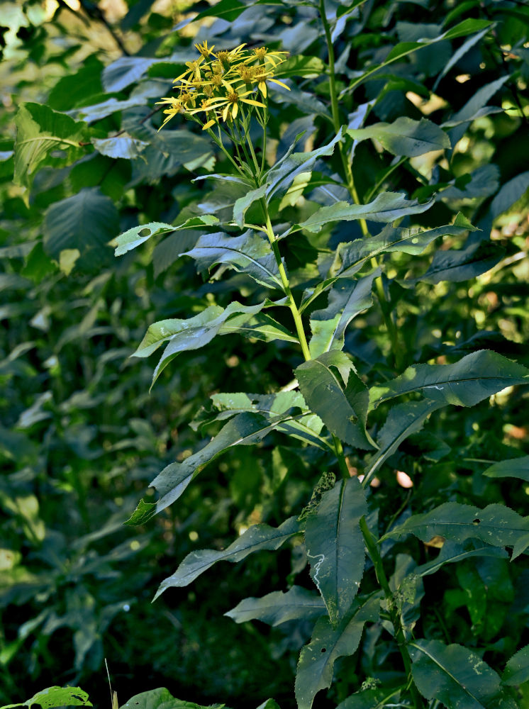 Image of Senecio sarracenicus specimen.