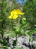 Chelidonium majus. Верхушка побега с соцветием. Казахстан, сев. макросклон Джунгарского Алатау, обращённый к Алакольской котловине, ущ. Коль-Асу, донная часть. 7 мая 2026 г.