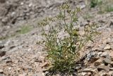 Turgenia latifolia. Плодоносящее растение. Таджикистан, Горно-Бадахшанская автономная обл., Нурободский р-н, хр. Петра Первого, кишл. Ёфуч, выс. ≈ 1400 м н.у.м., щебнистая осыпь. 29 июня 2025 г.