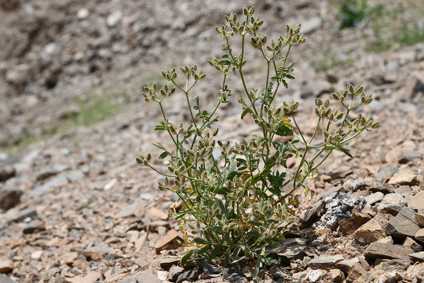 Image of Turgenia latifolia specimen.