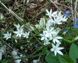 Ornithogalum woronowii