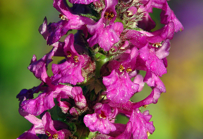 Изображение особи Betonica officinalis.