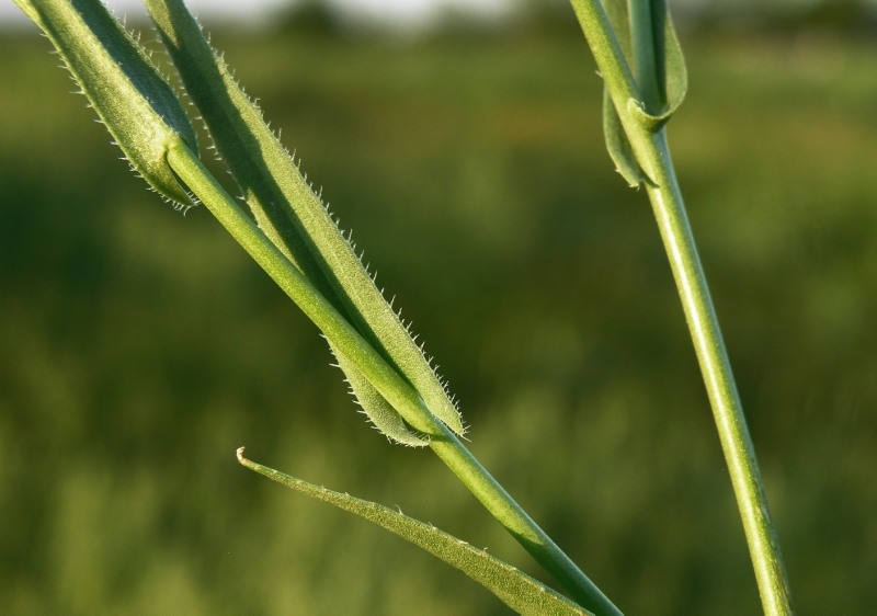 Image of Camelina sylvestris specimen.