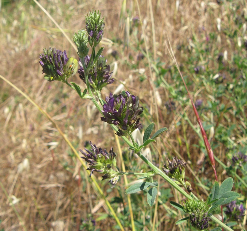 Image of Medicago &times; varia specimen.