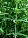 Polygonatum stenophyllum. Часть побега с цветками. Москва, ГБС РАН. 09.06.2011.