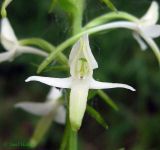 Platanthera bifolia. Цветок. Украина, Ивано-Франковская обл., Надворнянский р-н, Природный заповедник \"Горганы\", поляна в лиственном лесу. 16 июня 2011 г.