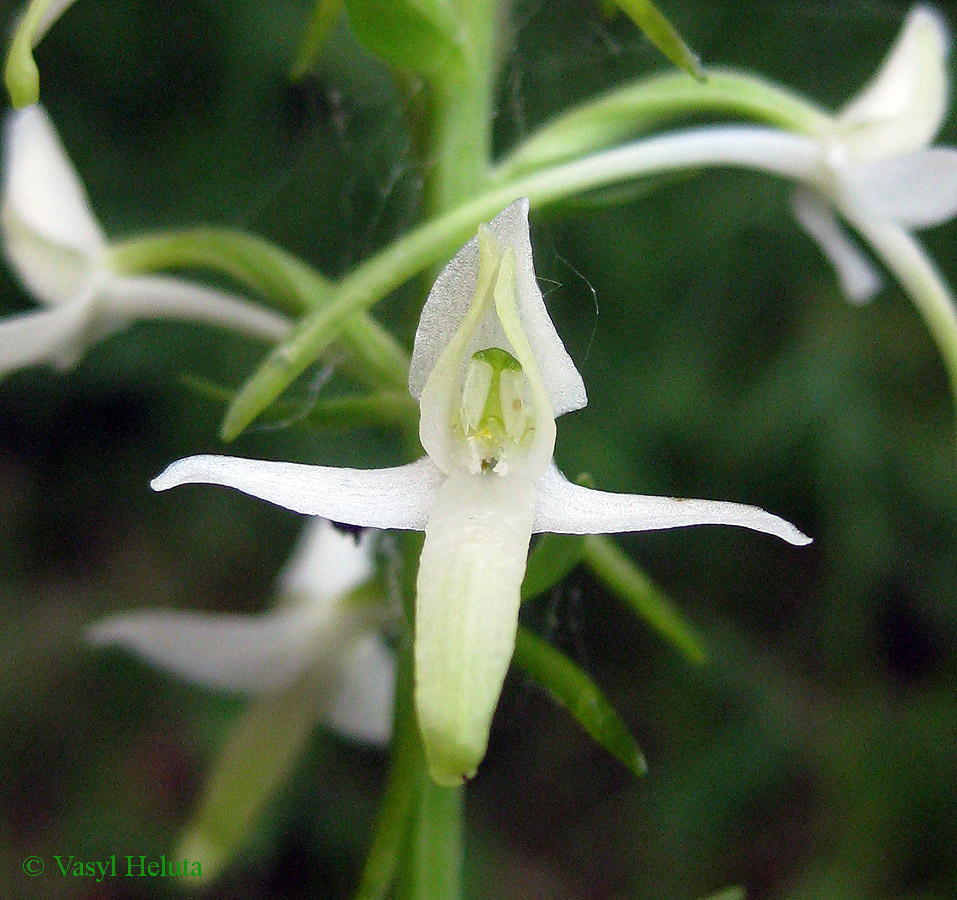 Изображение особи Platanthera bifolia.
