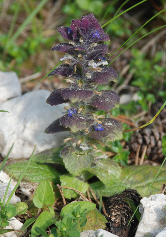 Image of Ajuga pyramidalis specimen.