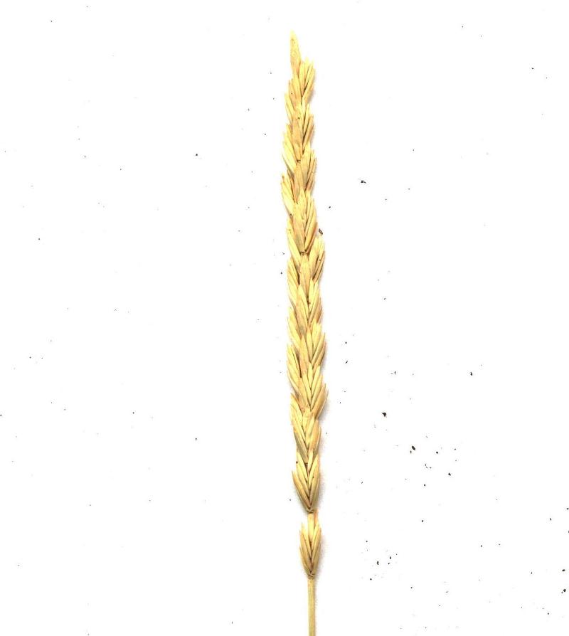 Image of Leymus racemosus specimen.