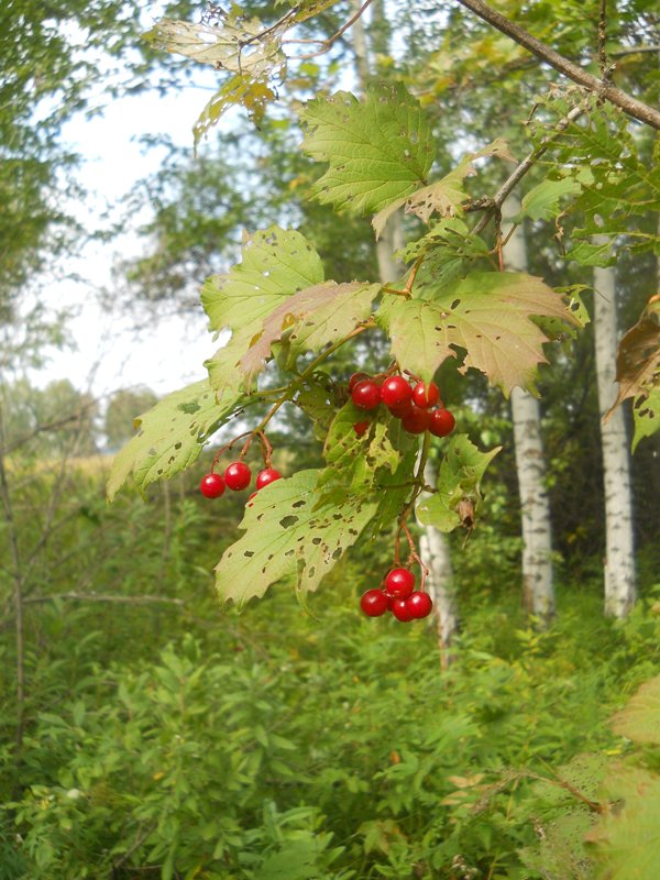 Изображение особи Viburnum opulus.