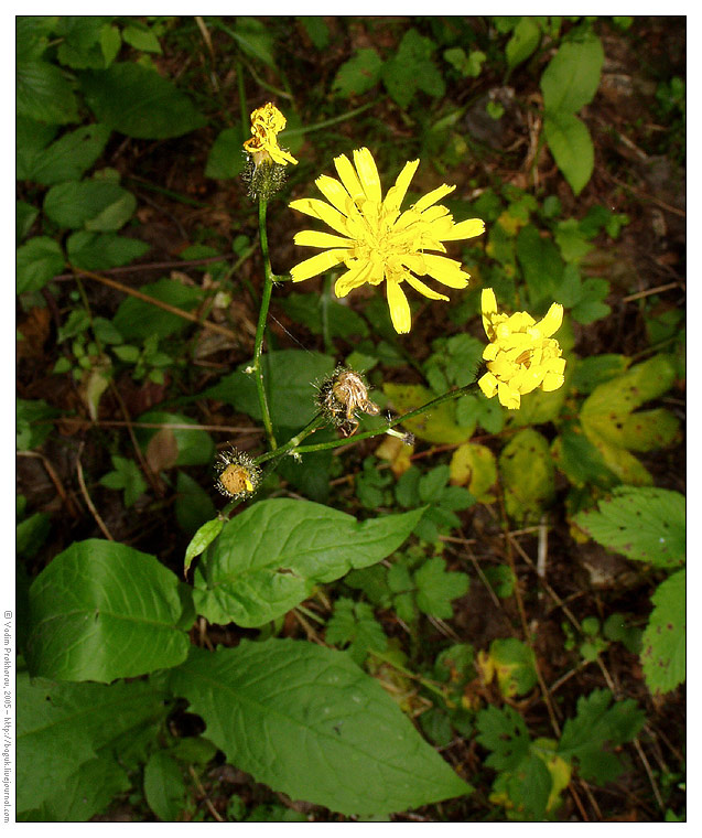 Изображение особи Crepis paludosa.