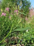 genus Atriplex