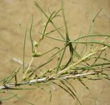 Salsola richteri