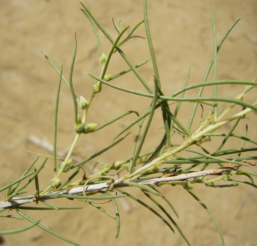 Изображение особи Salsola richteri.