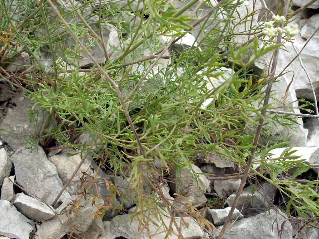 Image of Pimpinella tragium specimen.