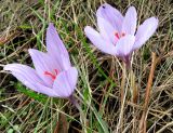 Crocus pallasii