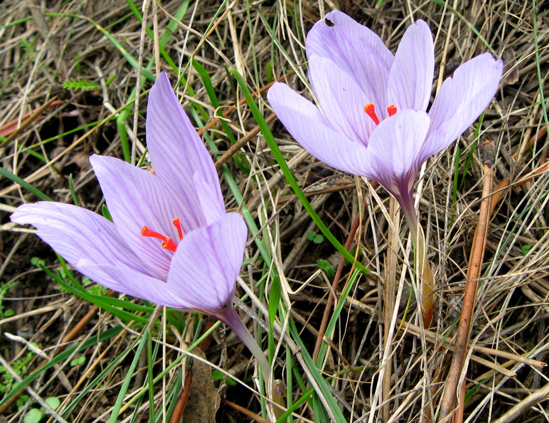 Изображение особи Crocus pallasii.