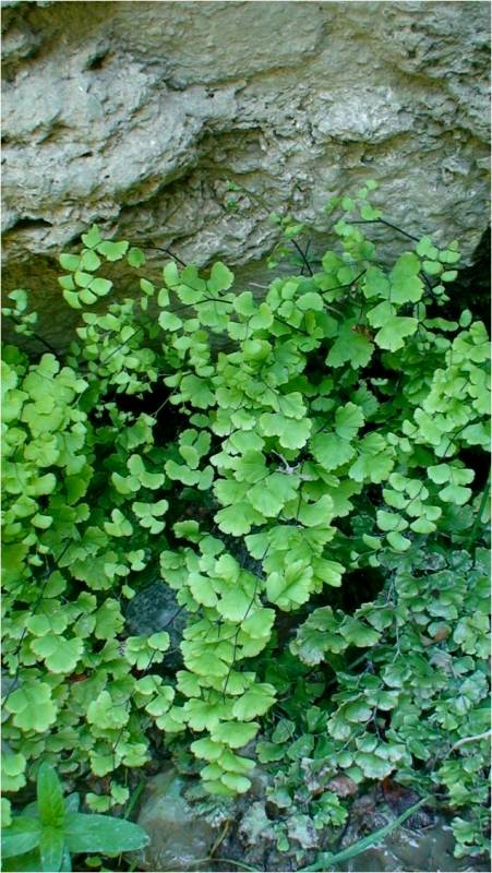 Изображение особи Adiantum capillus-veneris.