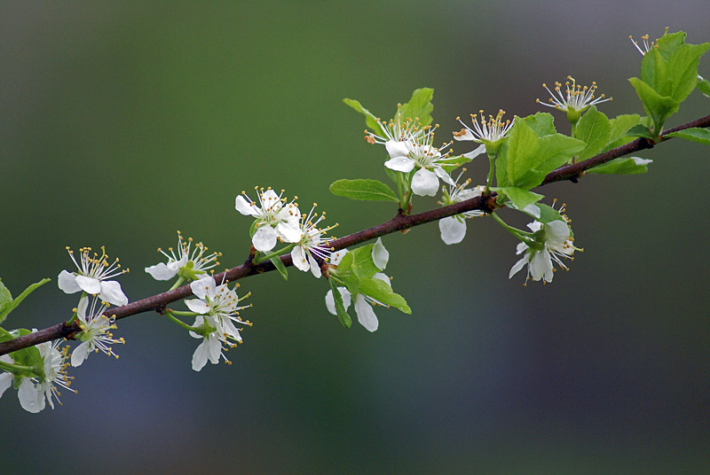 Image of Prunus domestica specimen.