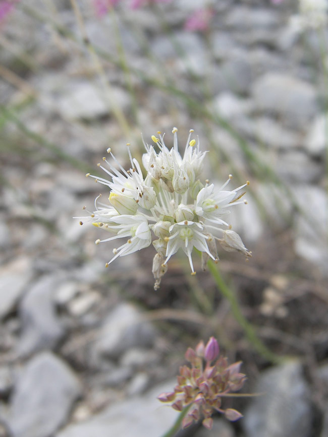 Image of Allium globosum specimen.