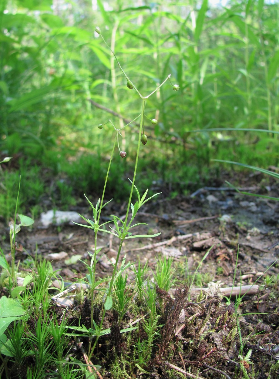 Изображение особи Stellaria longifolia.