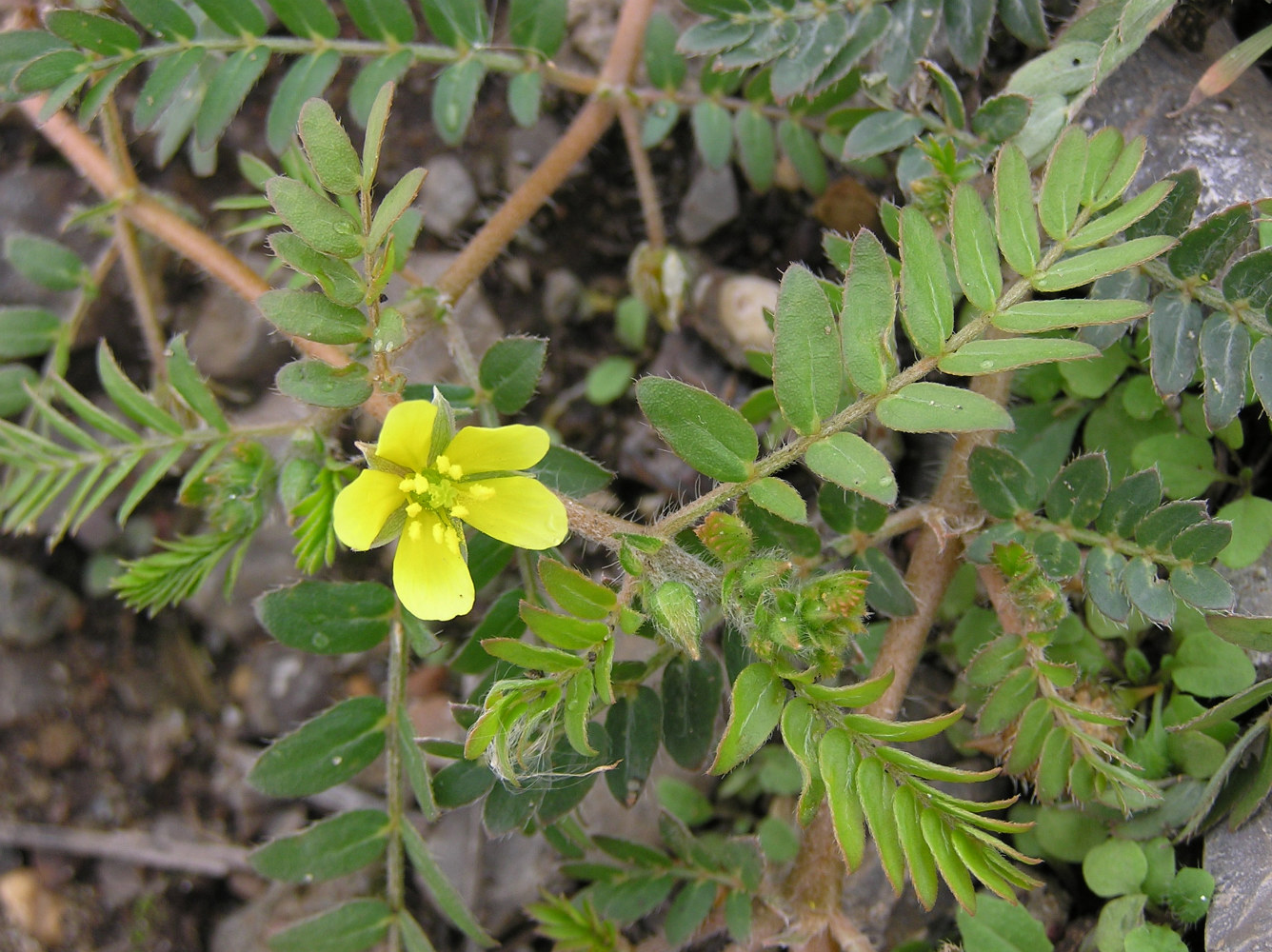 Изображение особи Tribulus terrestris.