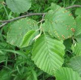 Image of taxon representative. Author is Геннадий Окатов