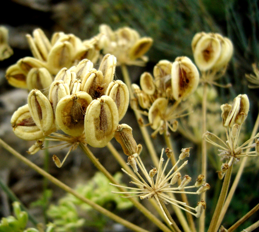 Изображение особи Zosima absinthifolia.