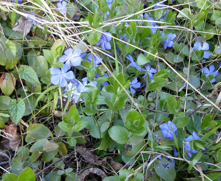 Изображение особи Vinca pubescens.