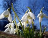 Galanthus nivalis