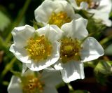 Fragaria × ananassa. Цветки. Московская обл., дачный участок. 04.06.2004.