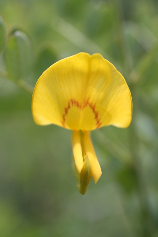 Image of Colutea cilicica specimen.